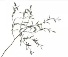 Eucalyptus Plante artificielle | Jolies Trouvailles