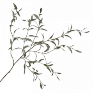 Eucalyptus 123 Plante artificielle