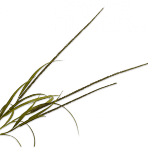 Grass 135 Plante artificielle