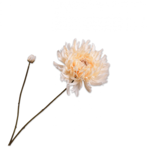Chrysanthème Ramifiée Crème
