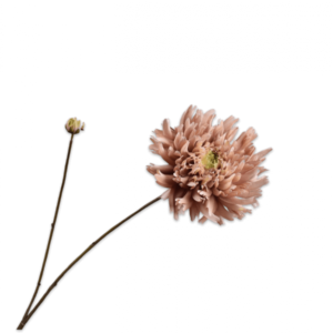 Chrysanthème Ramifiée Mauve et Verte