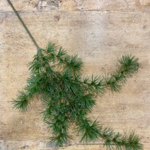 Branche Kiefer