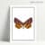 Papillon Hyppolyte