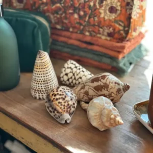 Set 5 Coquillages