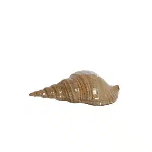 Coquillage Brun Décoratif SHELL GM