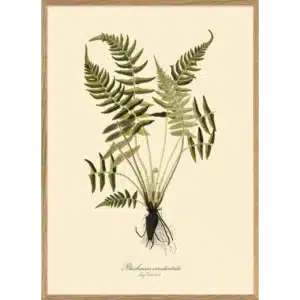 Affiche Encadrée Blechnum Occidentale
