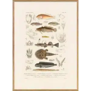 Affiche Encadrée Fiske VII