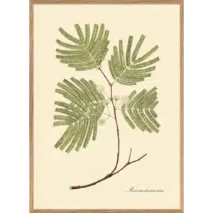 Affiche Encadrée Mimosa Divaricta