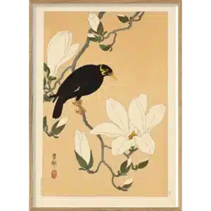 Affiche Encadrée Myna Bird on Magnolia Branch